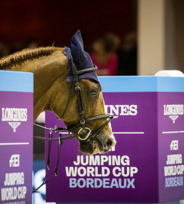 Tobago Z - Zangersheide 2008