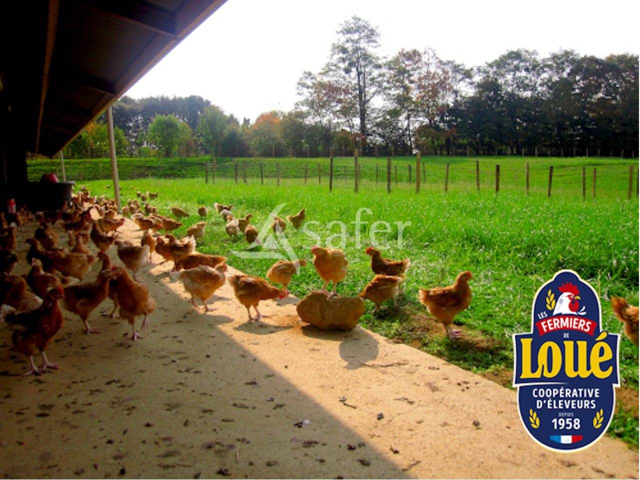 Kippen exploitatie Koop Sarthe