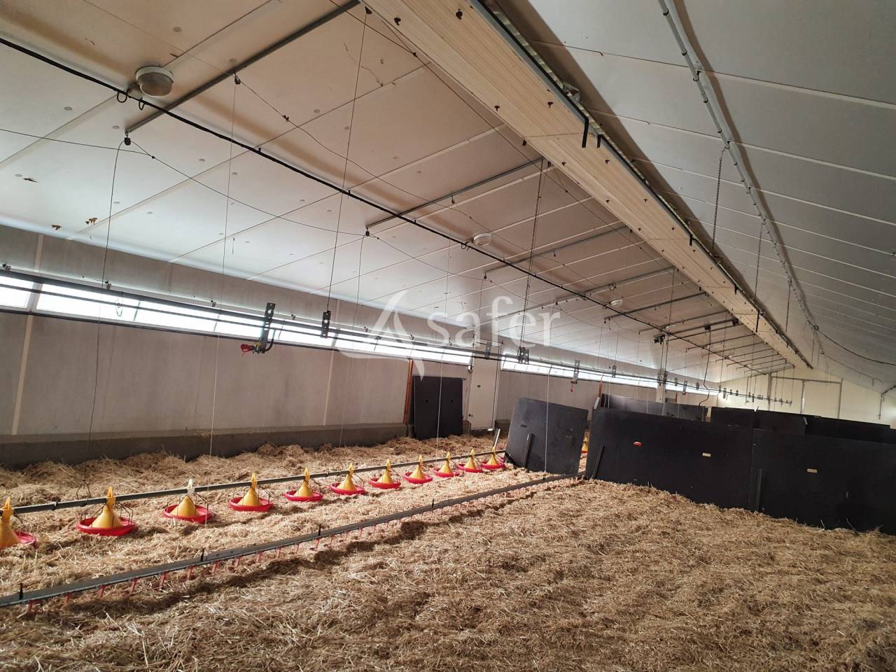 Kippen exploitatie Koop Sarthe