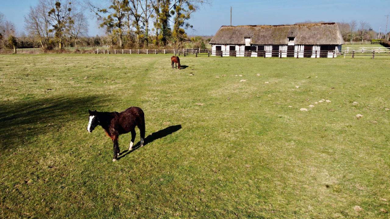 Stoeterij Koop Calvados