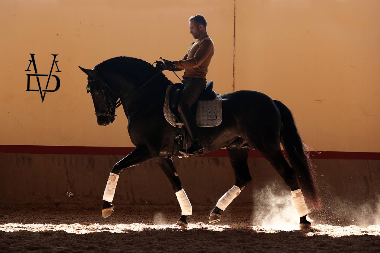 Barquero JF IV - PRE Puur Ras Spaans 2014 ,  ESCOGIDO J F