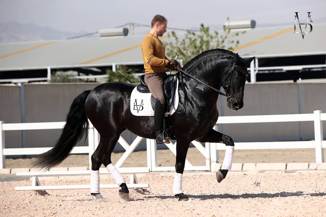 Barquero JF IV - PRE Puur Ras Spaans 2014 ,  ESCOGIDO J F