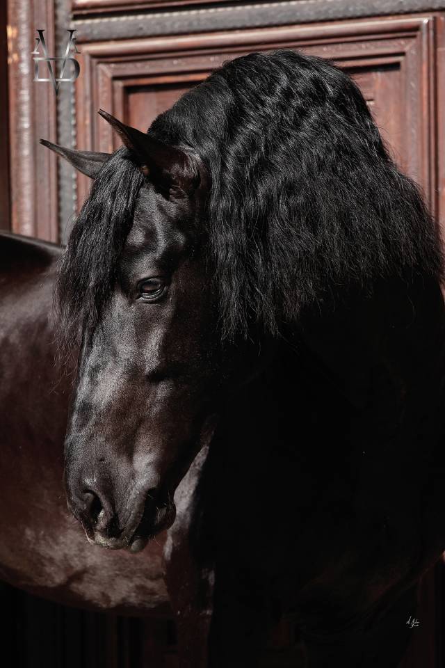 Barquero JF IV - PRE Puur Ras Spaans 2014 ,  ESCOGIDO J F