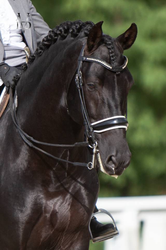 Barquero JF IV - PRE Puur Ras Spaans 2014 ,  ESCOGIDO J F