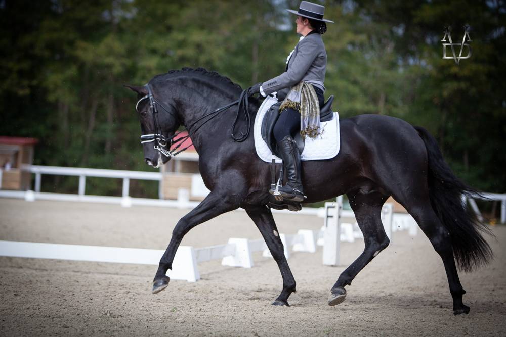 Barquero JF IV - PRE Puur Ras Spaans 2014 ,  ESCOGIDO J F