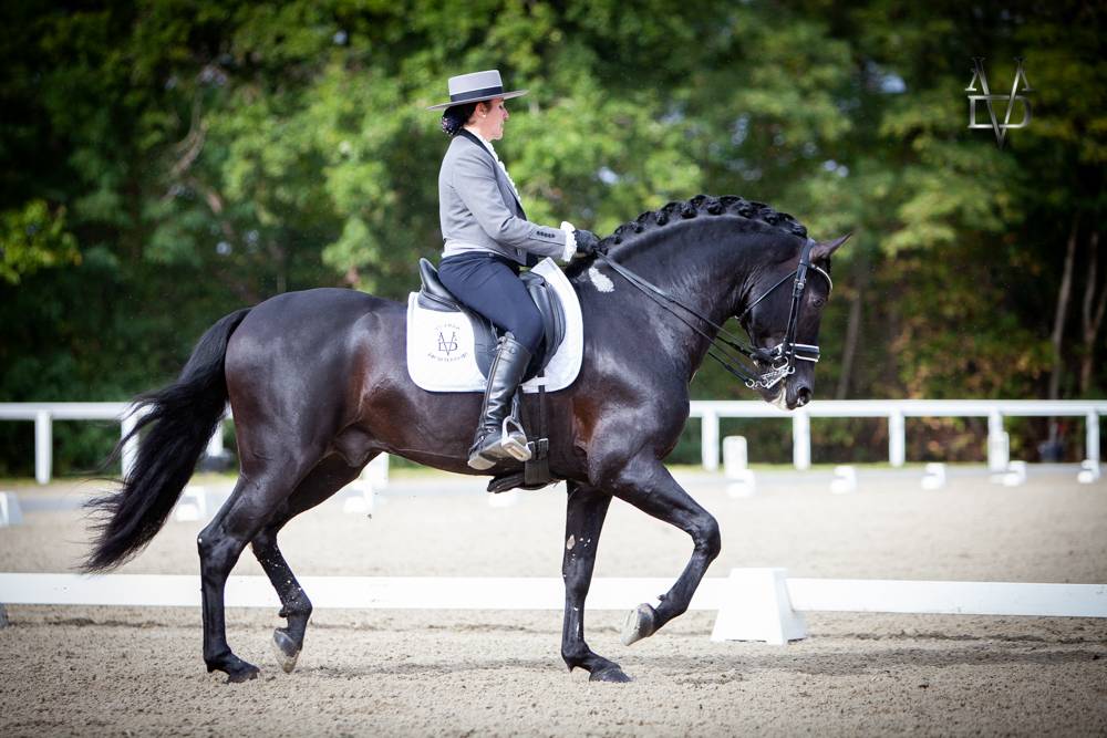 Barquero JF IV - PRE Puur Ras Spaans 2014 ,  ESCOGIDO J F