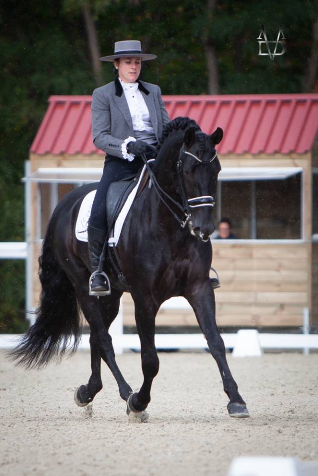 Barquero JF IV - PRE Puur Ras Spaans 2014 ,  ESCOGIDO J F