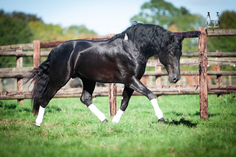 Barquero JF IV - PRE Puur Ras Spaans 2014 ,  ESCOGIDO J F