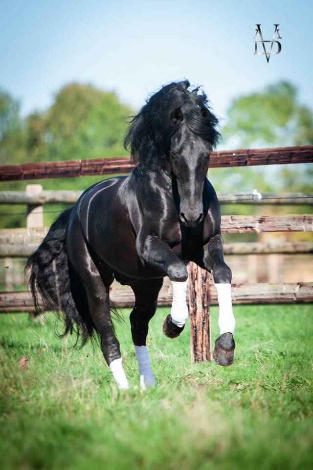 Barquero JF IV - PRE Puur Ras Spaans 2014 ,  ESCOGIDO J F