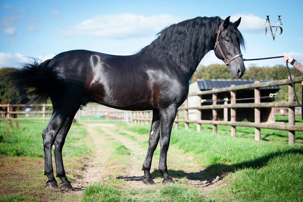 Barquero JF IV - PRE Puur Ras Spaans 2014 ,  ESCOGIDO J F