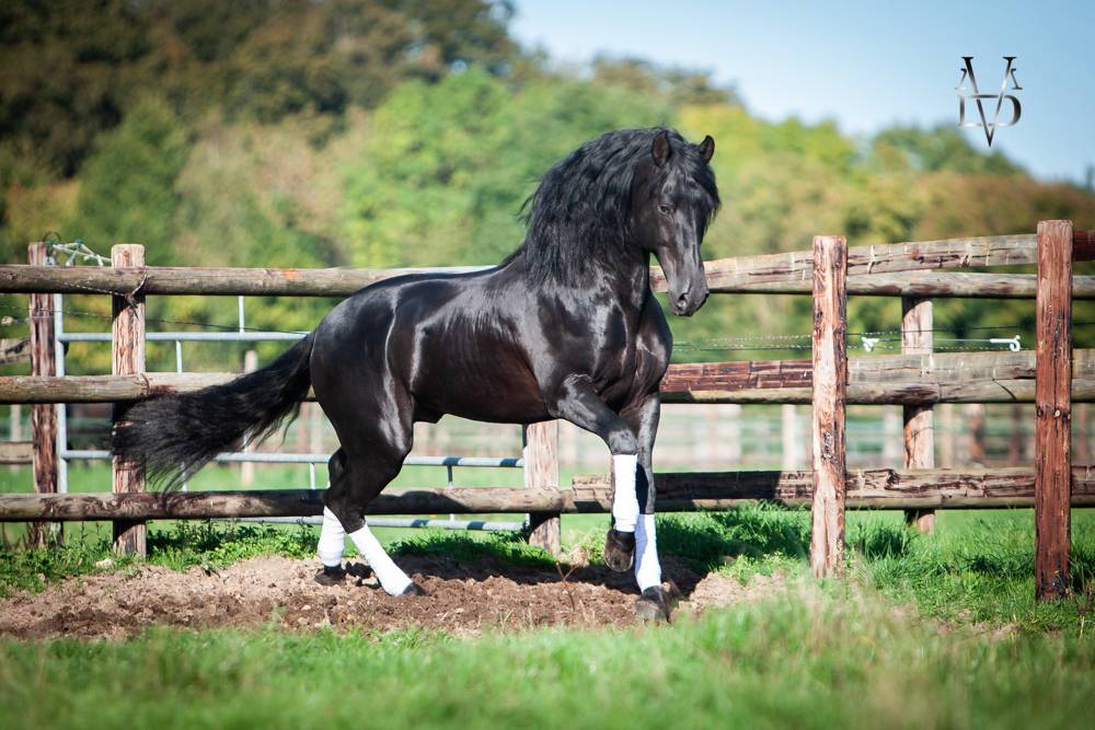 Barquero JF IV - PRE Puur Ras Spaans 2014 ,  ESCOGIDO J F