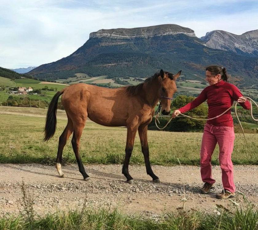Merrie Akhal-Teke Te koop 2019 Donker bruin / bai ,  Kemput AT