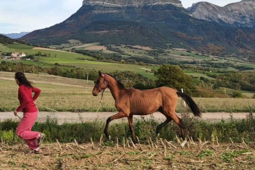 Merrie Akhal-Teke Te koop 2019 Donker bruin / bai ,  Kemput AT