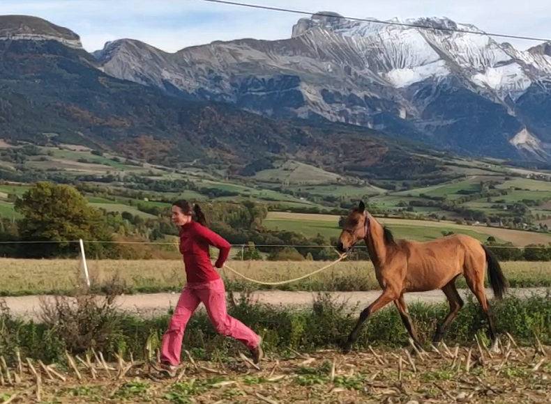 Merrie Akhal-Teke Te koop 2019 Donker bruin / bai ,  Kemput AT