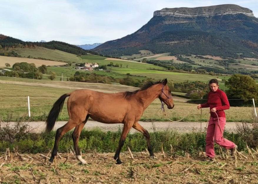 Merrie Akhal-Teke Te koop 2019 Donker bruin / bai ,  Kemput AT