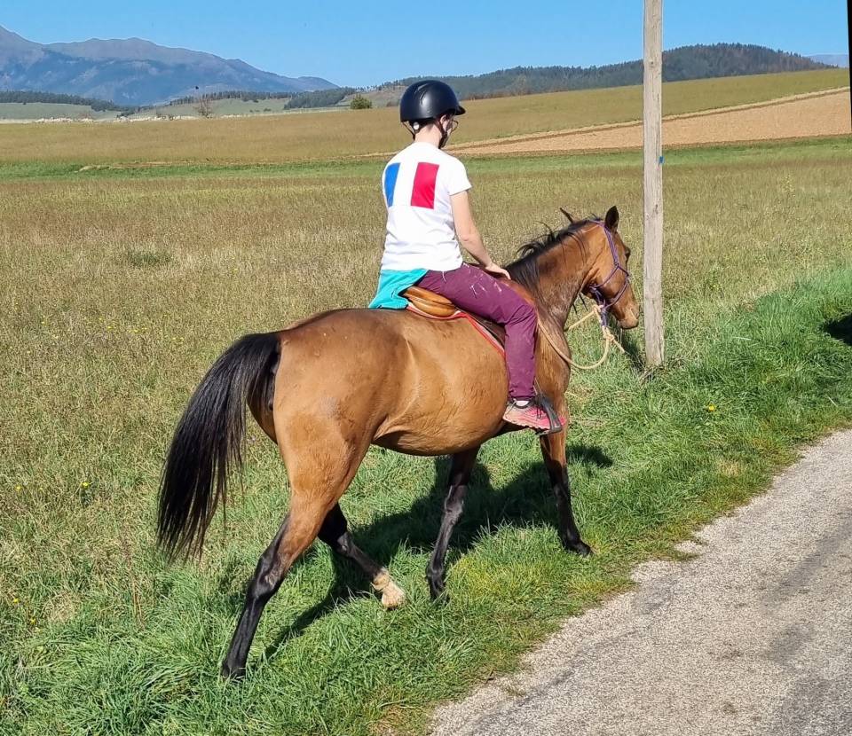 Merrie Akhal-Teke Te koop 2019 Donker bruin / bai ,  Kemput AT