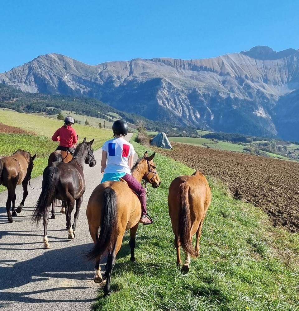 Merrie Akhal-Teke Te koop 2019 Donker bruin / bai ,  Kemput AT