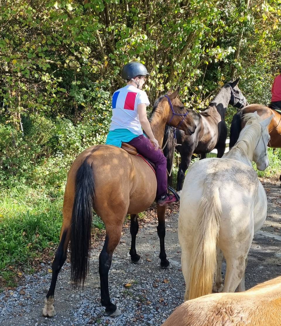 Merrie Akhal-Teke Te koop 2019 Donker bruin / bai ,  Kemput AT