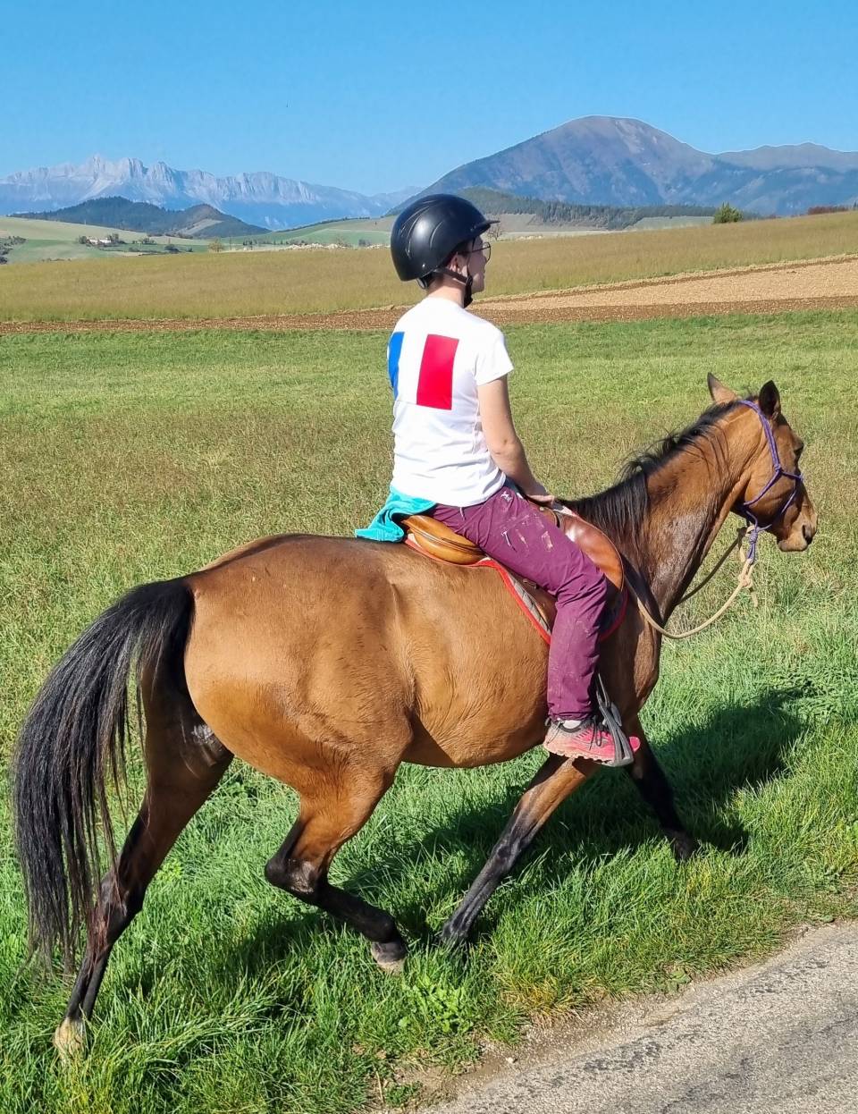 Merrie Akhal-Teke Te koop 2019 Donker bruin / bai ,  Kemput AT