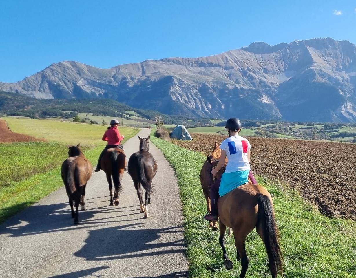 Merrie Akhal-Teke Te koop 2019 Donker bruin / bai ,  Kemput AT