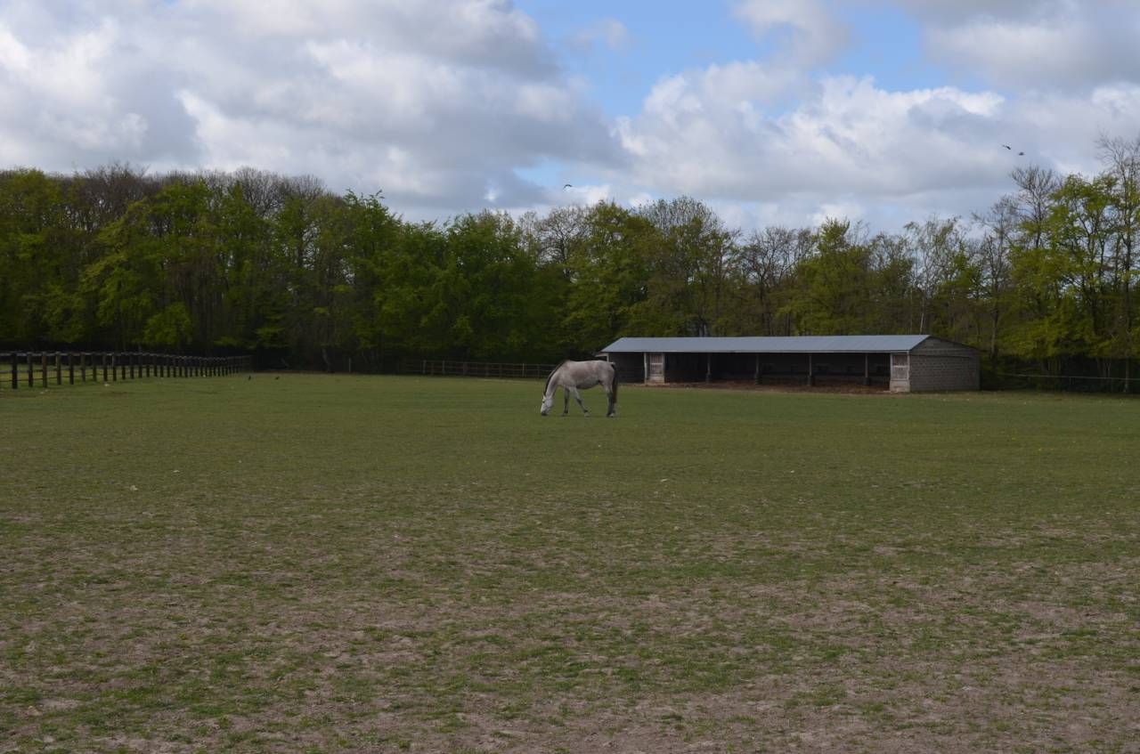 Stoeterij Koop Calvados