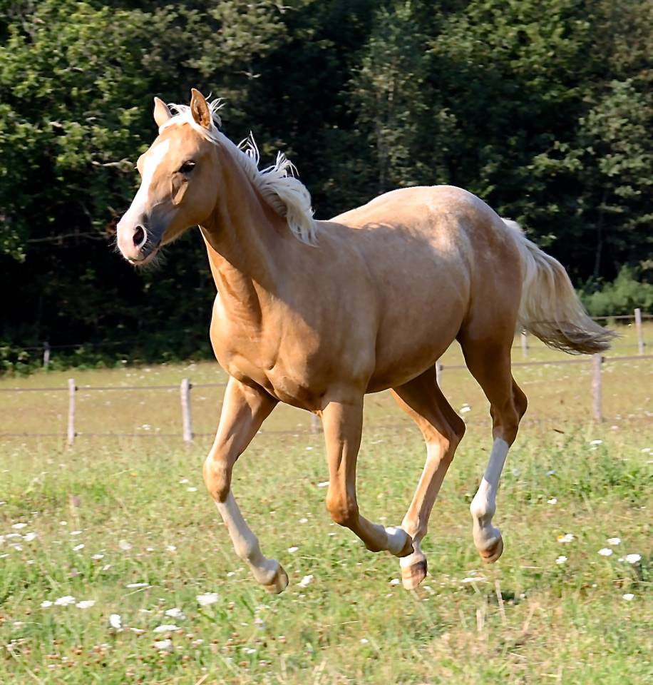 Veulen (ml) Appaloosa Te koop 2020 Palomino ,  BOGIEPLATED JAC (ApHC)