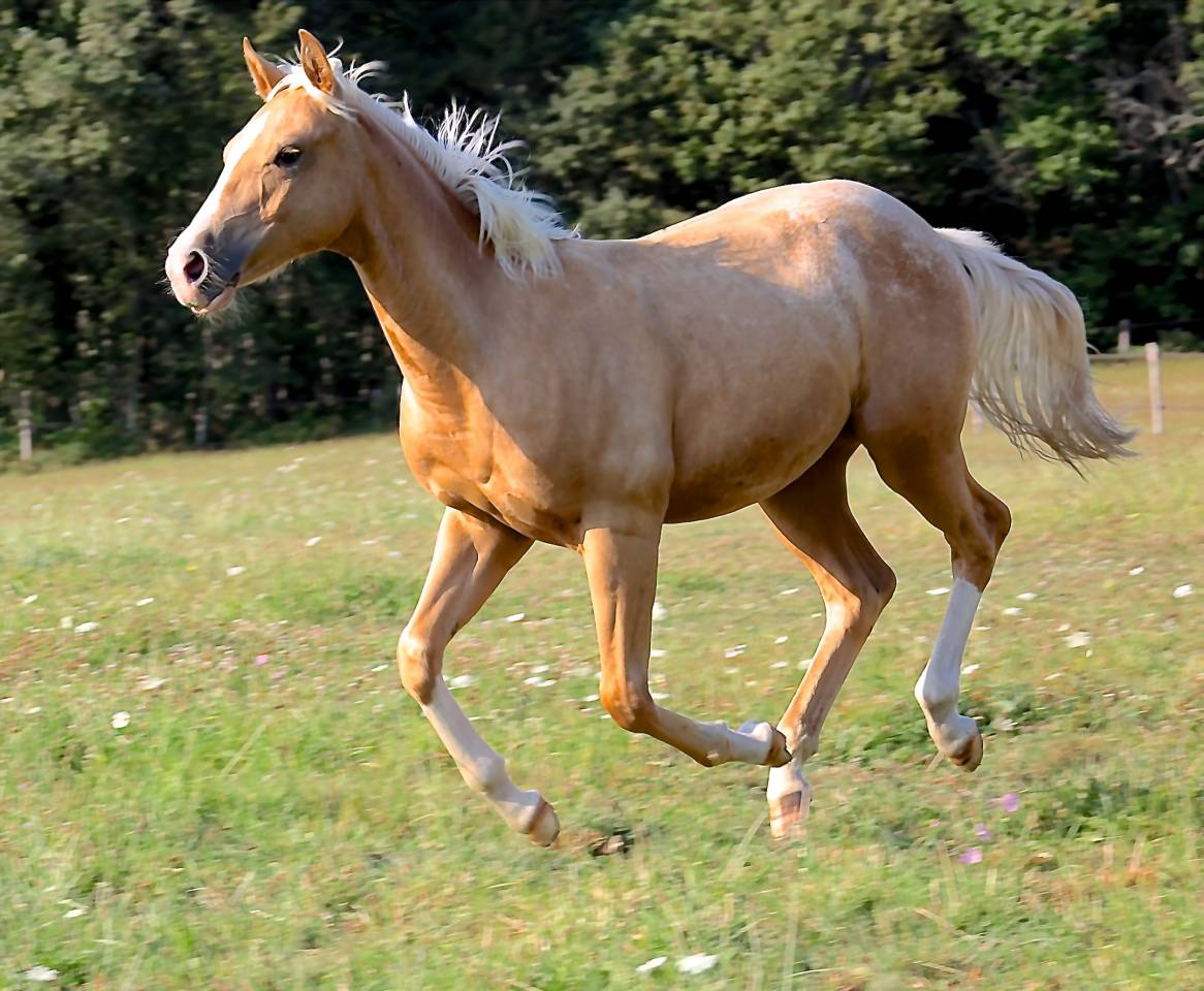 Veulen (ml) Appaloosa Te koop 2020 Palomino ,  BOGIEPLATED JAC (ApHC)