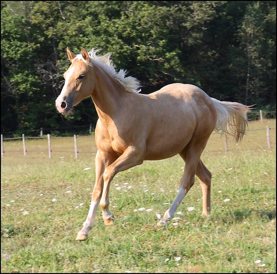 Veulen (ml) Appaloosa Te koop 2020 Palomino ,  BOGIEPLATED JAC (ApHC)