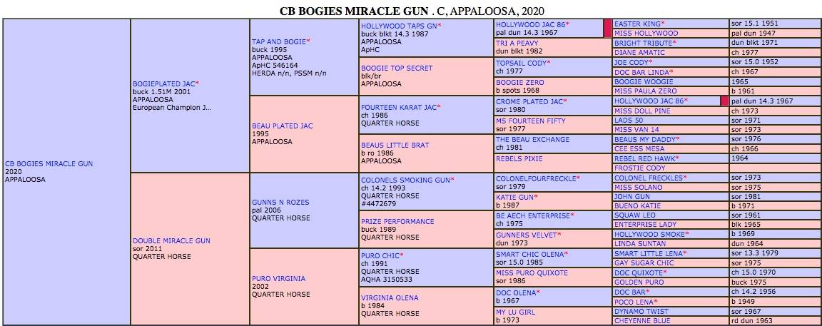 Veulen (ml) Appaloosa Te koop 2020 Palomino ,  BOGIEPLATED JAC (ApHC)