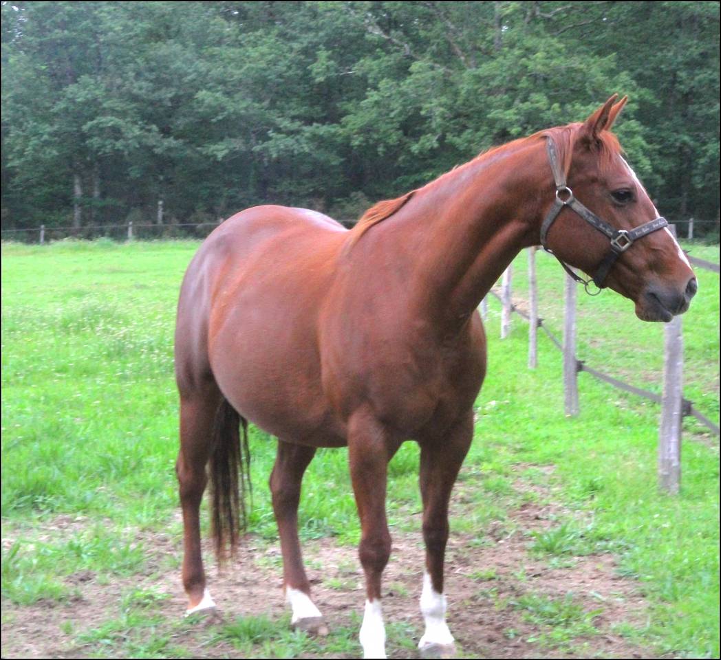 Veulen (ml) Appaloosa Te koop 2020 Palomino ,  BOGIEPLATED JAC (ApHC)