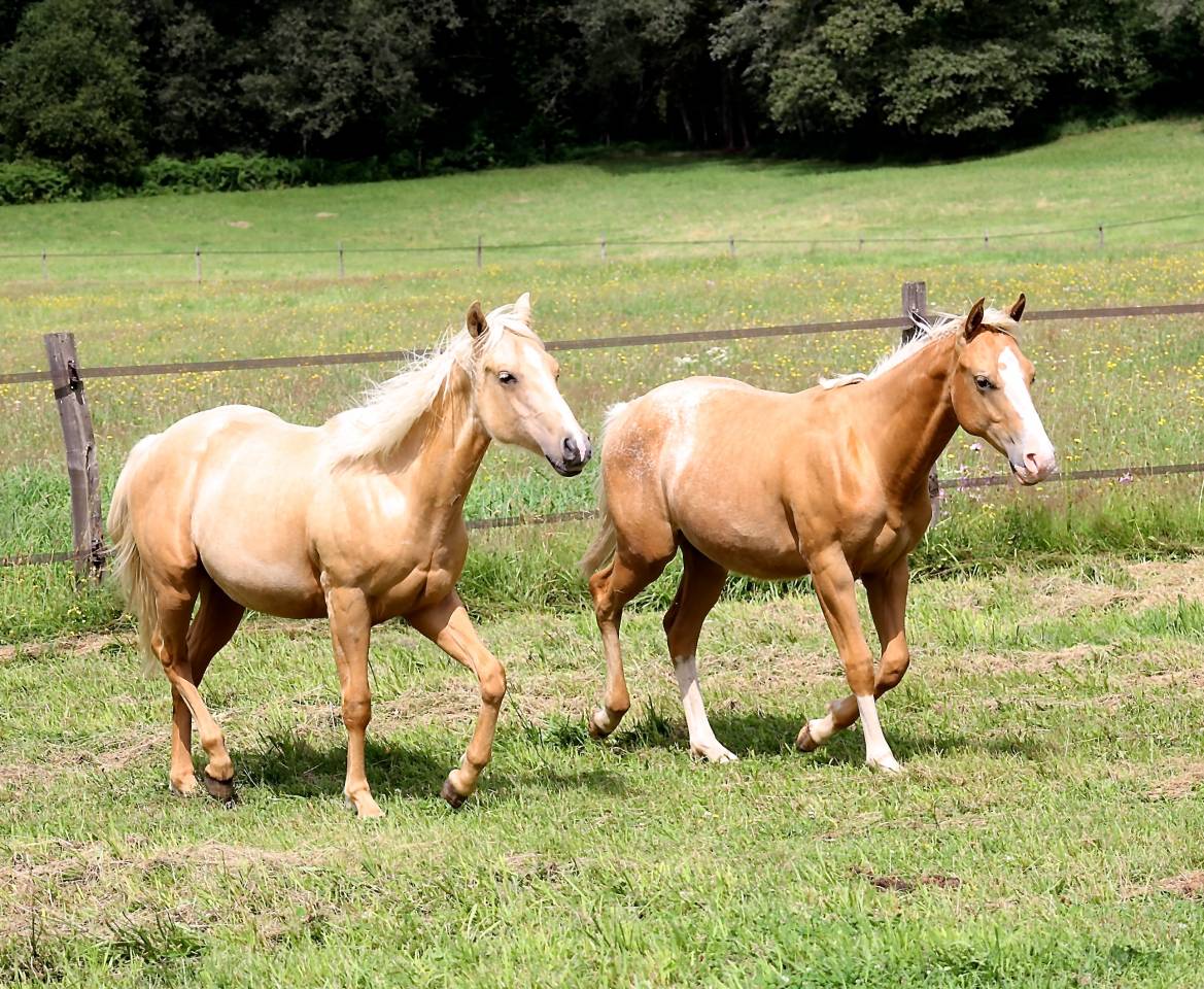 Veulen (ml) Appaloosa Te koop 2020 Palomino ,  BOGIEPLATED JAC (ApHC)