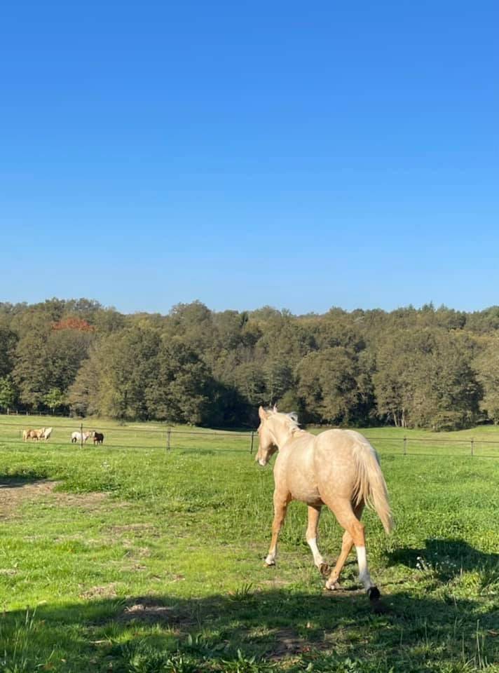 Veulen (ml) Appaloosa Te koop 2020 Palomino ,  BOGIEPLATED JAC (ApHC)