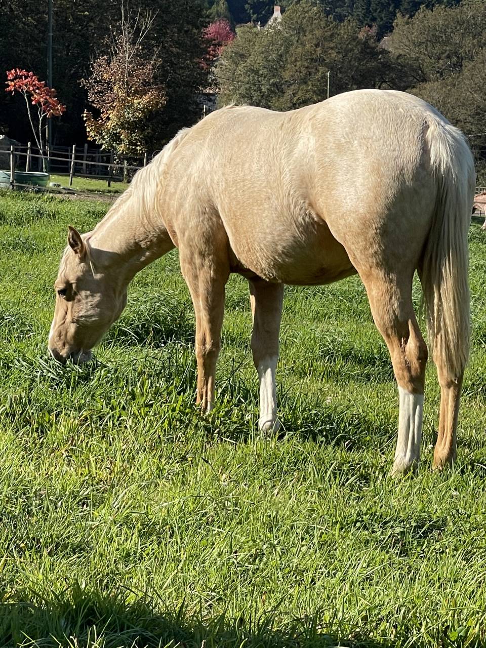 Veulen (ml) Appaloosa Te koop 2020 Palomino ,  BOGIEPLATED JAC (ApHC)