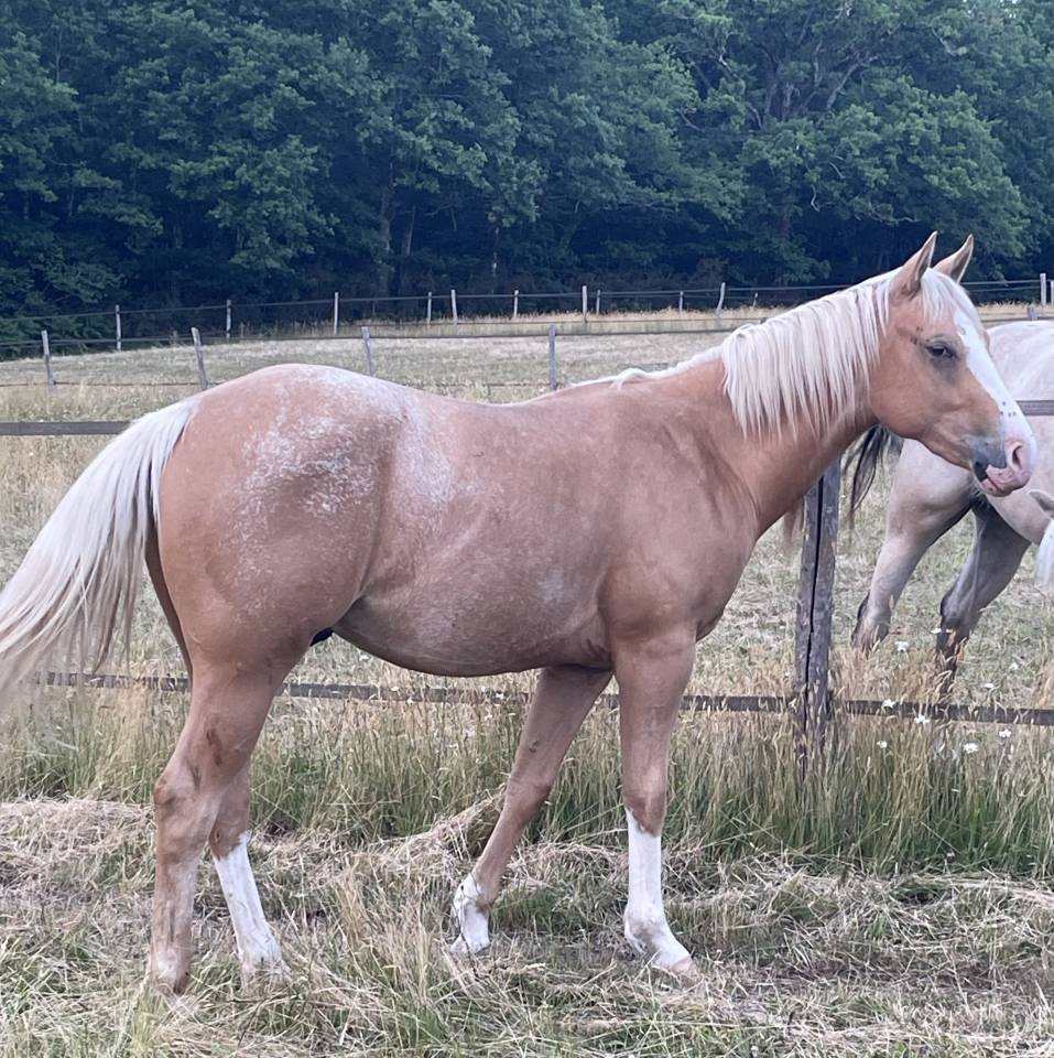 Veulen (ml) Appaloosa Te koop 2020 Palomino ,  BOGIEPLATED JAC (ApHC)