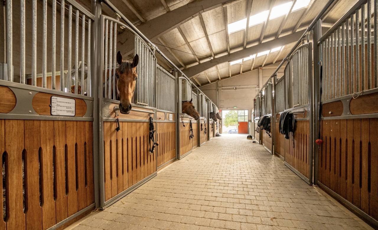 Eigenaren stal Huur Brabant-Flamand