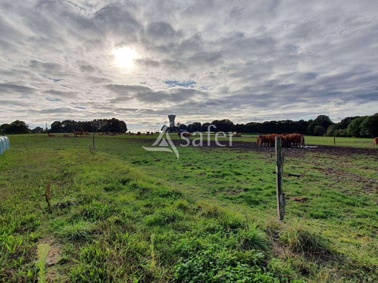 Kippen exploitatie Koop Sarthe