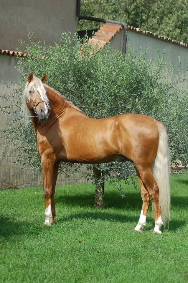 KILATE XXXVI - Volbloed 2011 ,  LUCIDO XIV