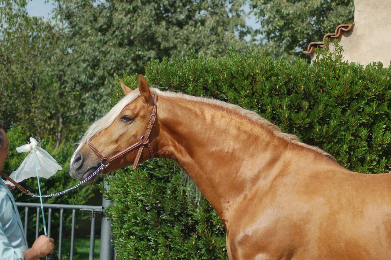 KILATE XXXVI - Volbloed 2011 ,  LUCIDO XIV