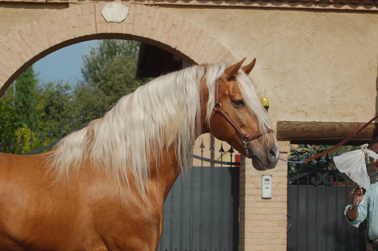 KILATE XXXVI - Volbloed 2011 ,  LUCIDO XIV