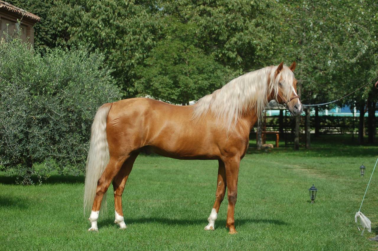 KILATE XXXVI - Volbloed 2011 ,  LUCIDO XIV