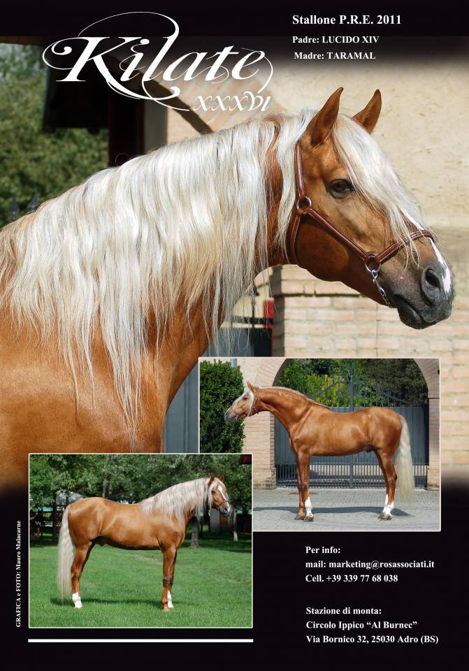 KILATE XXXVI - Volbloed 2011 ,  LUCIDO XIV