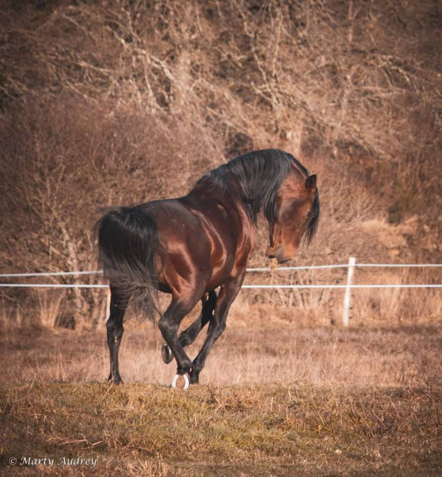 Amadeo de Ruyer - Lusitano 2010 ,  Borladero FLV