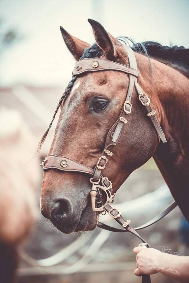 Amadeo de Ruyer - Lusitano 2010 ,  Borladero FLV