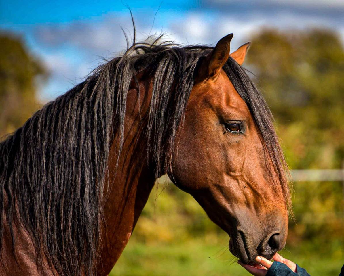Amadeo de Ruyer - Lusitano 2010 ,  Borladero FLV