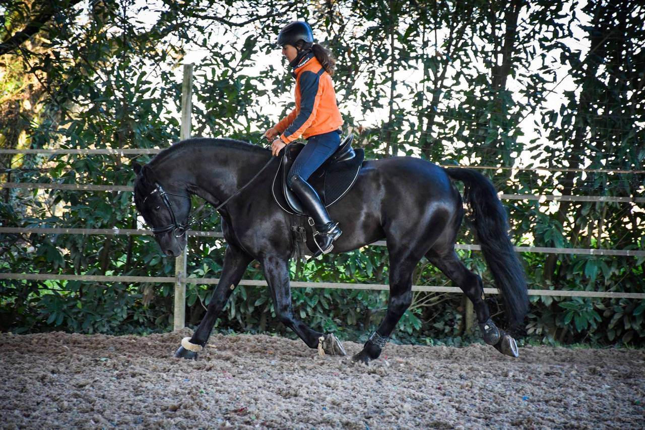 Wlahad des Brumières 029 - Arabo Fries 2015 ,  Sinoan Bashhar Aswad