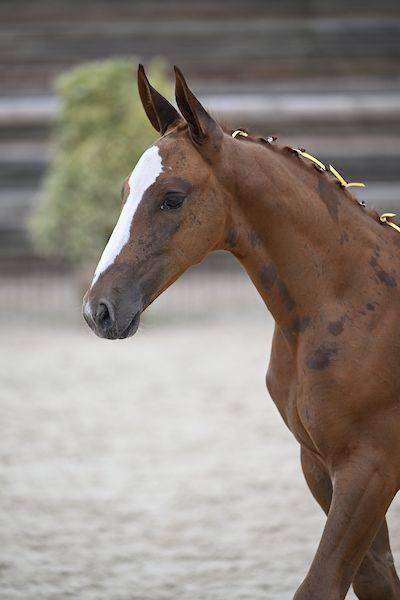 Veulen (ml) Zangersheide Te koop 2025 Koffie vos ,  UNTOUCHABLE