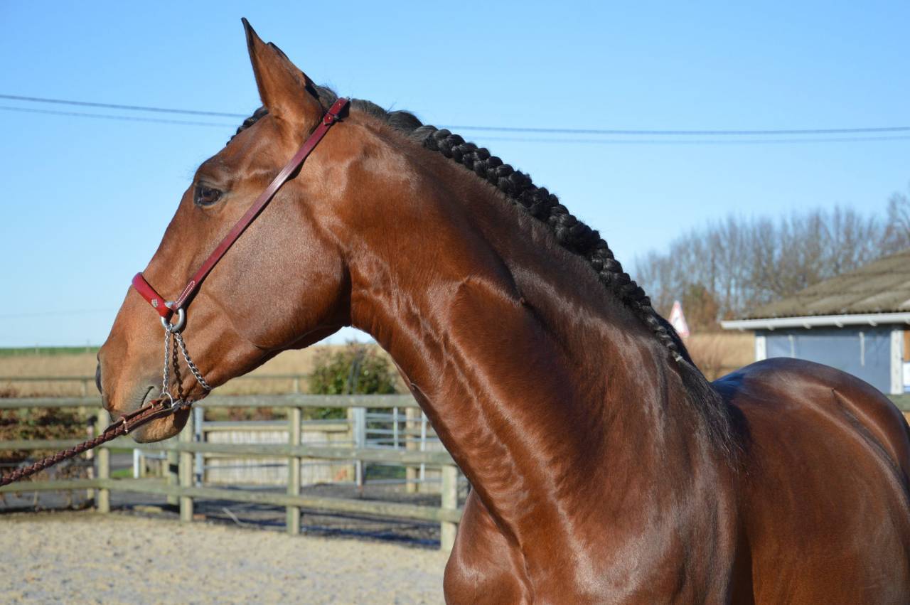 Hengst PRE Puur Ras Spaans Te koop 2009 Donker bruin / bai