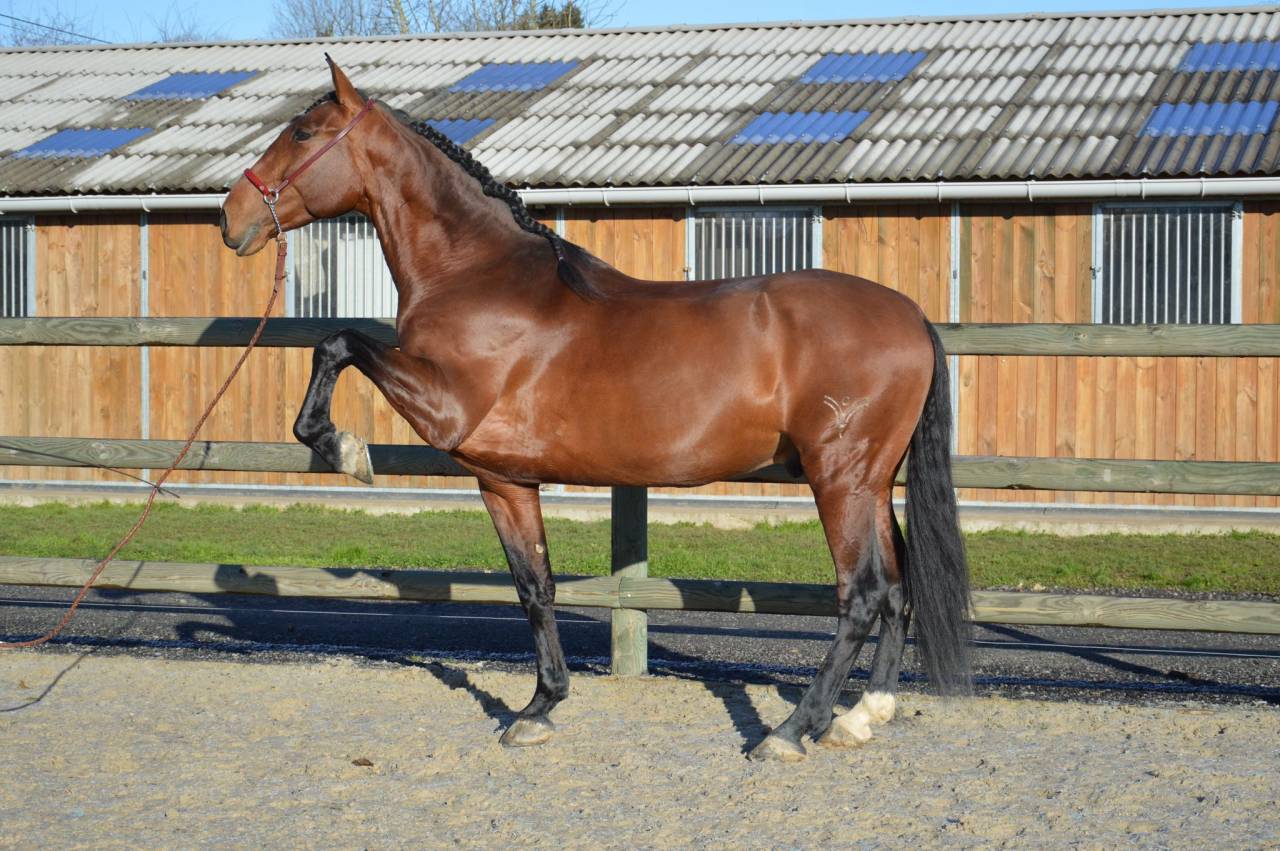 Hengst PRE Puur Ras Spaans Te koop 2009 Donker bruin / bai