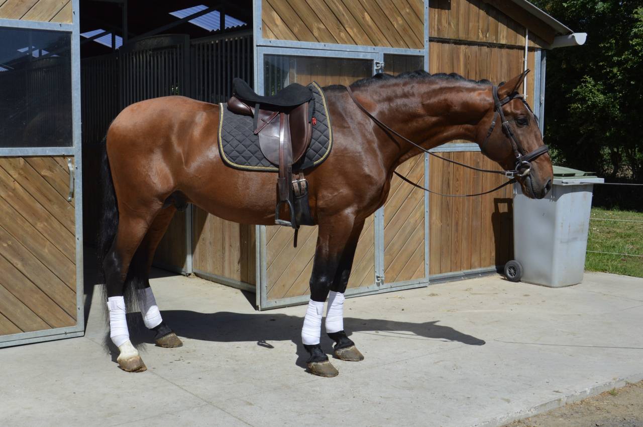 Hengst PRE Puur Ras Spaans Te koop 2009 Donker bruin / bai