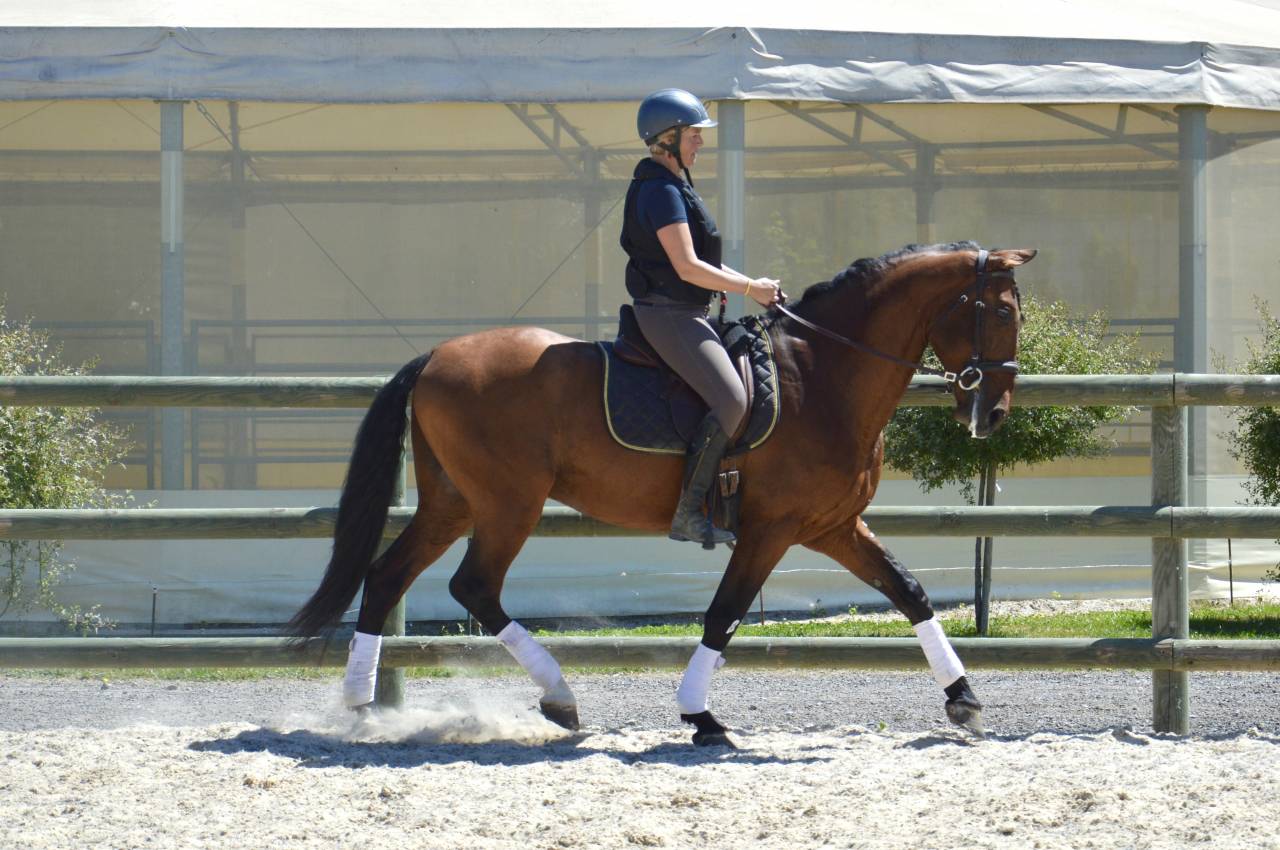 Hengst PRE Puur Ras Spaans Te koop 2009 Donker bruin / bai